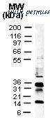 MyBioSource MBS6006015 image 1