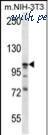 MyBioSource MBS6007719 image 1