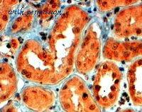 MyBioSource MBS6009835 image 1