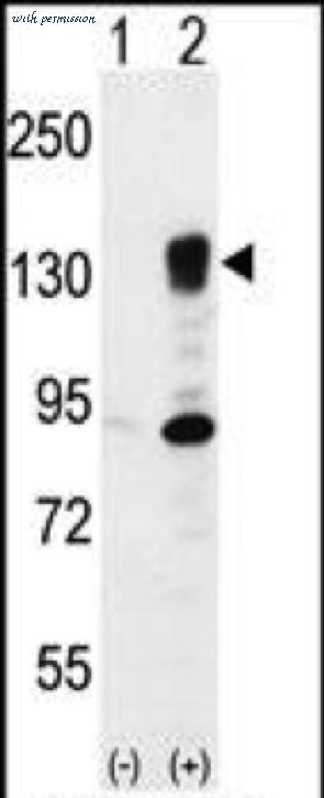 MyBioSource MBS6011589 image 1