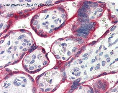MyBioSource MBS6011765 image 1