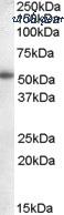 MyBioSource MBS6011765 image 2