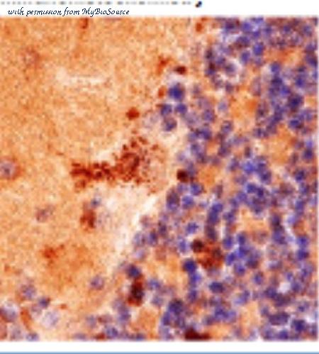 MyBioSource MBS6011828 image 1
