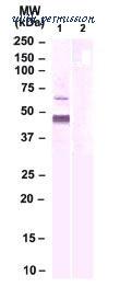 MyBioSource MBS6012479 image 1