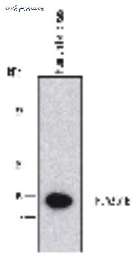 MyBioSource MBS6012549 image 1
