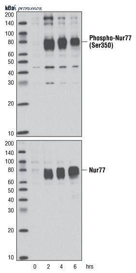 MyBioSource MBS6013588 image 1
