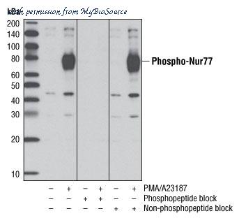 MyBioSource MBS6013588 image 2