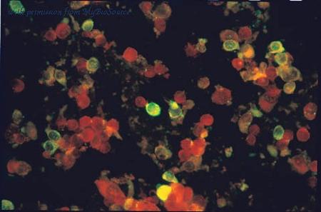 MyBioSource MBS601561 image 1