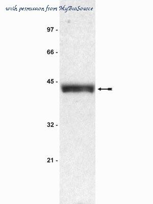 MyBioSource MBS602584 image 1