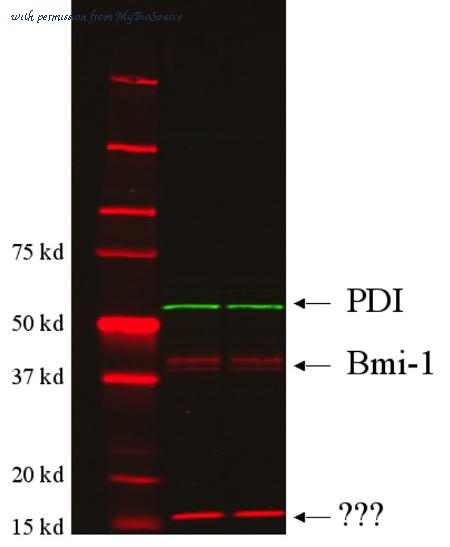MyBioSource MBS602584 image 2