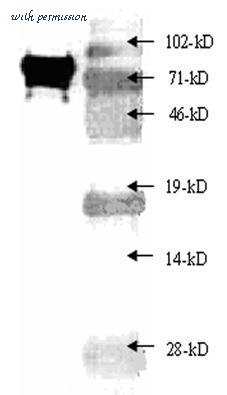 MyBioSource MBS602702 image 1
