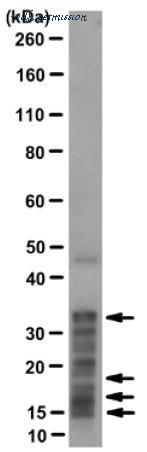 MyBioSource MBS602894 image 1