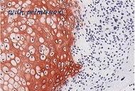 MyBioSource MBS603298 image 2