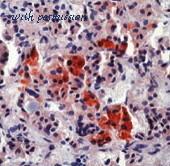MyBioSource MBS603386 image 1