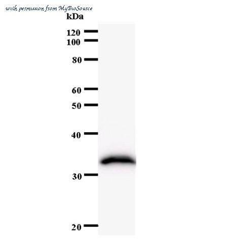 MyBioSource MBS603751 image 1