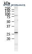 MyBioSource MBS603751 image 2