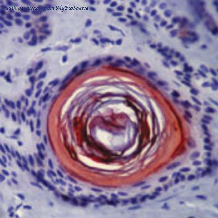 MyBioSource MBS603861 image 1