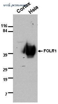 MyBioSource MBS605669 image 1