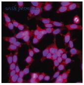 MyBioSource MBS605669 image 3
