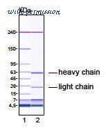 MyBioSource MBS605694 image 2