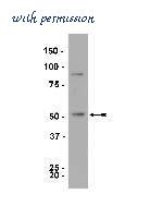 MyBioSource MBS607763 image 1