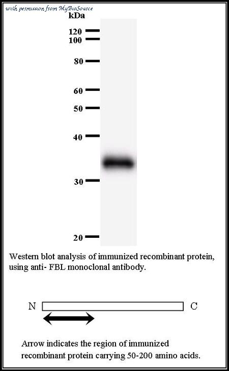 MyBioSource MBS608427 image 1
