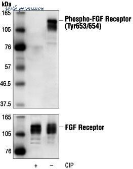 MyBioSource MBS610124 image 1