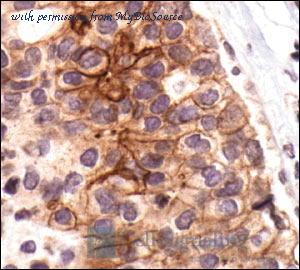MyBioSource MBS610124 image 2