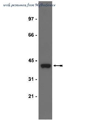 MyBioSource MBS611422 image 1