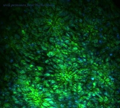 MyBioSource MBS611647 image 1