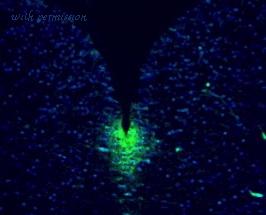 MyBioSource MBS611647 image 2