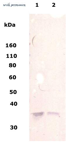MyBioSource MBS611647 image 3