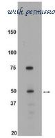 MyBioSource MBS613921 image 1