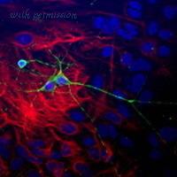 MyBioSource MBS615047 image 1