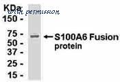 MyBioSource MBS616057 image 1