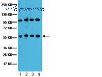 MyBioSource MBS619224 image 1