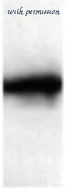 MyBioSource MBS620100 image 1
