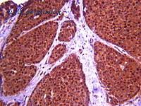 MyBioSource MBS621147 image 1
