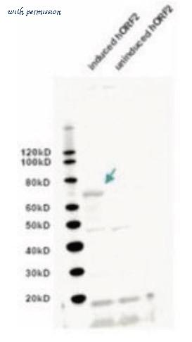 MyBioSource MBS622333 image 1