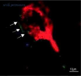 MyBioSource MBS622563 image 1
