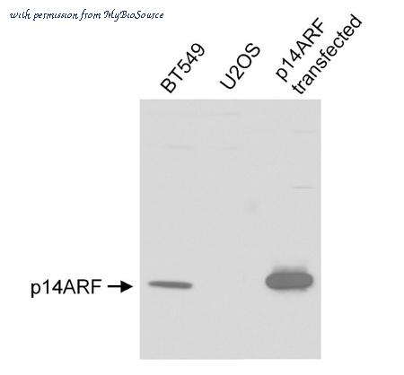 MyBioSource MBS625591 image 1