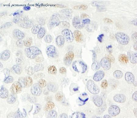 MyBioSource MBS625591 image 2