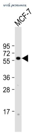 MyBioSource MBS626800 image 1