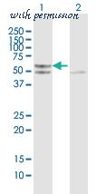 MyBioSource MBS628068 image 3