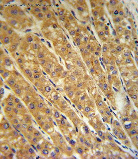 MyBioSource MBS628558 image 2