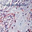 MyBioSource MBS631230 image 1