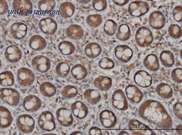MyBioSource MBS631678 image 3
