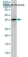 MyBioSource MBS632306 image 1
