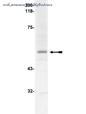 MyBioSource MBS632728 image 1