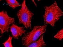 MyBioSource MBS636455 image 1